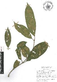 Croton rosarianus image