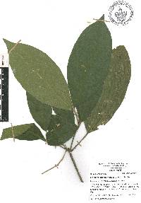 Croton rosarianus image