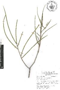 Forchhammeria macrocarpa image