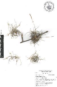 Tillandsia recurvata image