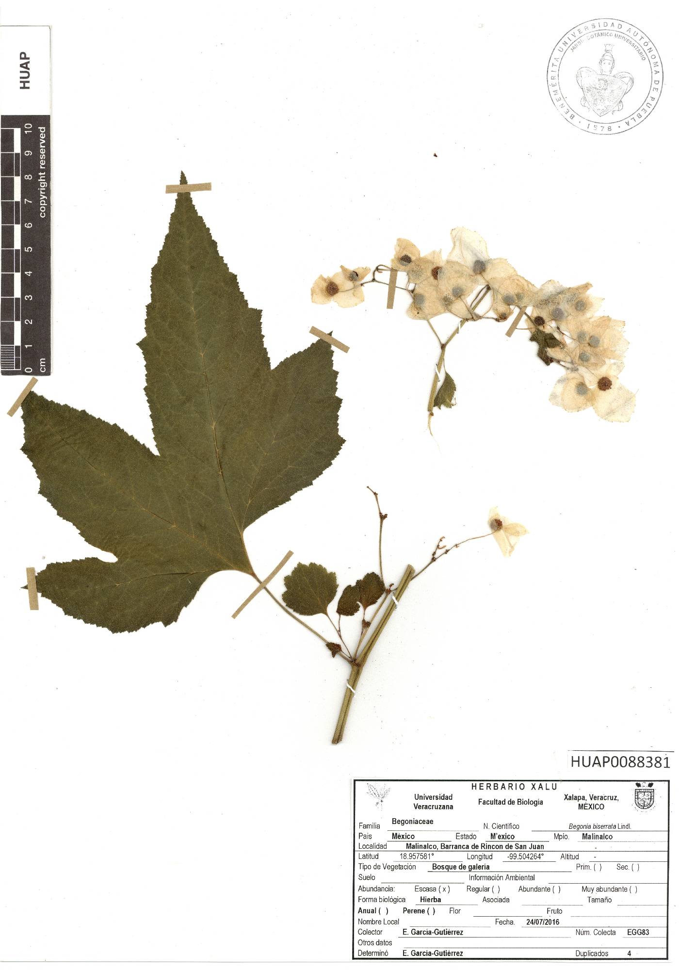 Begonia biserrata image