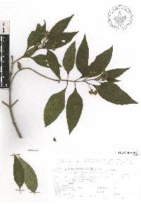 Lippia myriocephala image