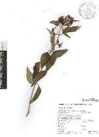 Guardiola tulocarpus image