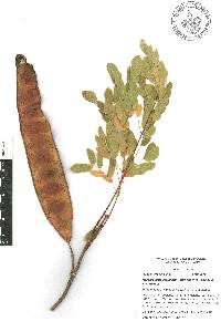 Hesperalbizia occidentalis image