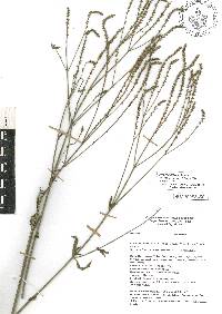 Verbena litoralis image