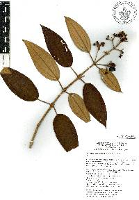 Miconia xalapensis image