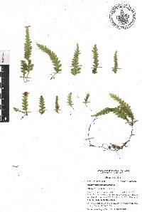 Trichomanes polypodioides image