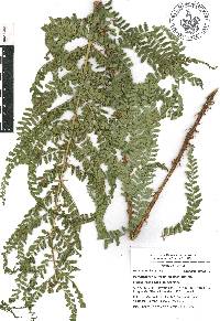 Polystichum hartwegii image