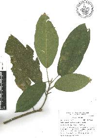 Croton rosarianus image