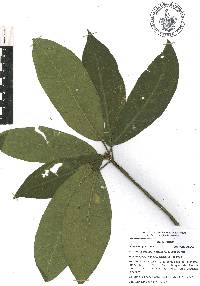 Croton rosarianus image