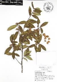 Quercus acherdophylla image