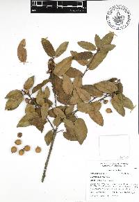 Quercus acherdophylla image