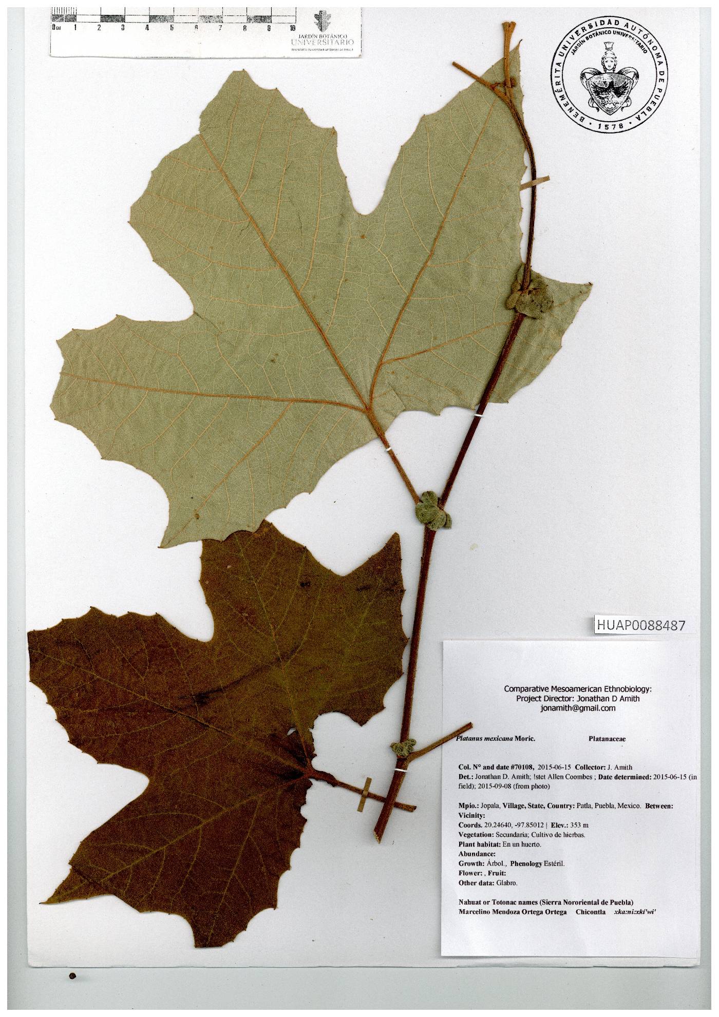 Platanus mexicana image