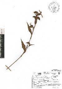 Commelina tuberosa image