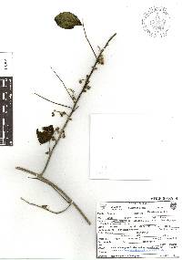Nissolia fruticosa image