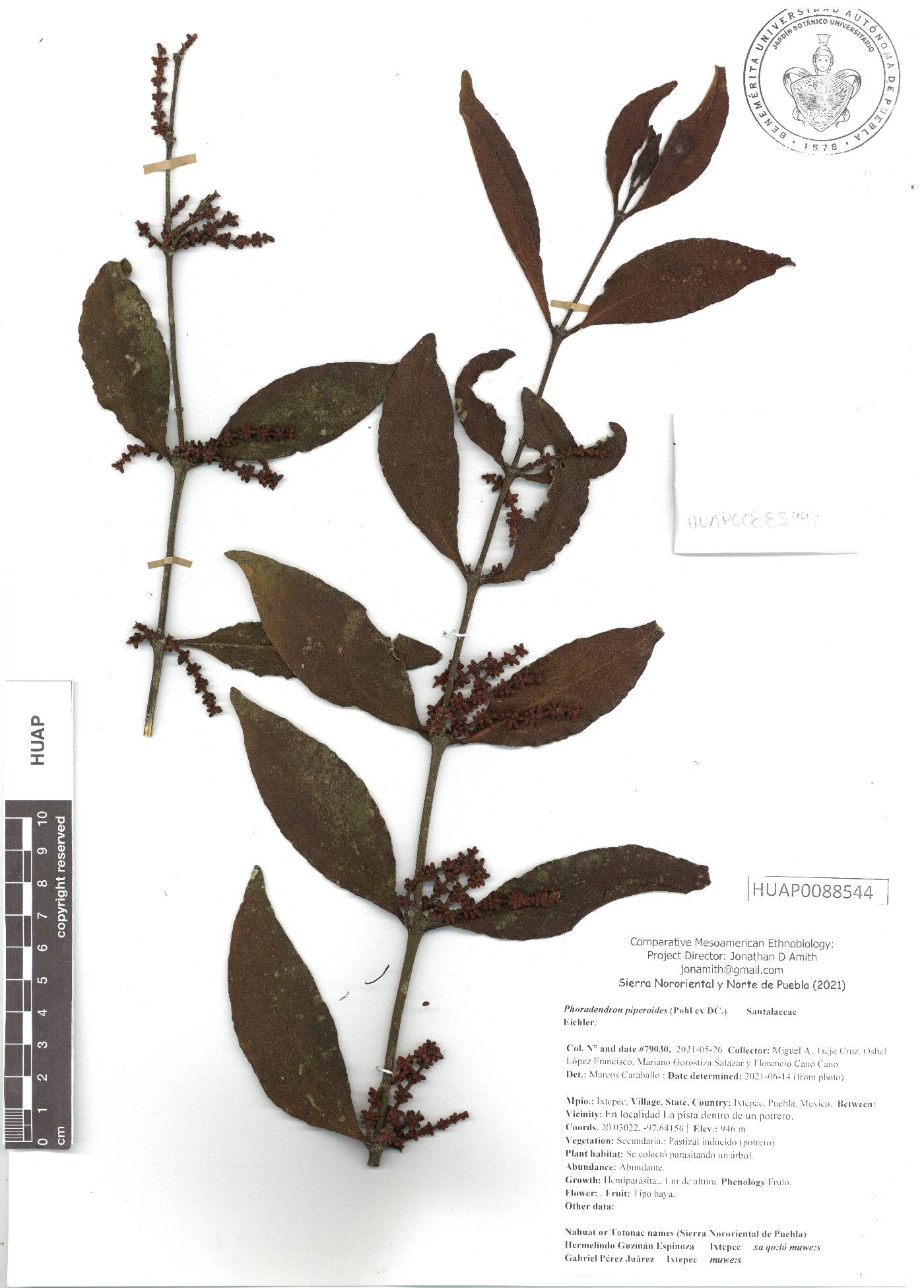 Phoradendron piperoides image