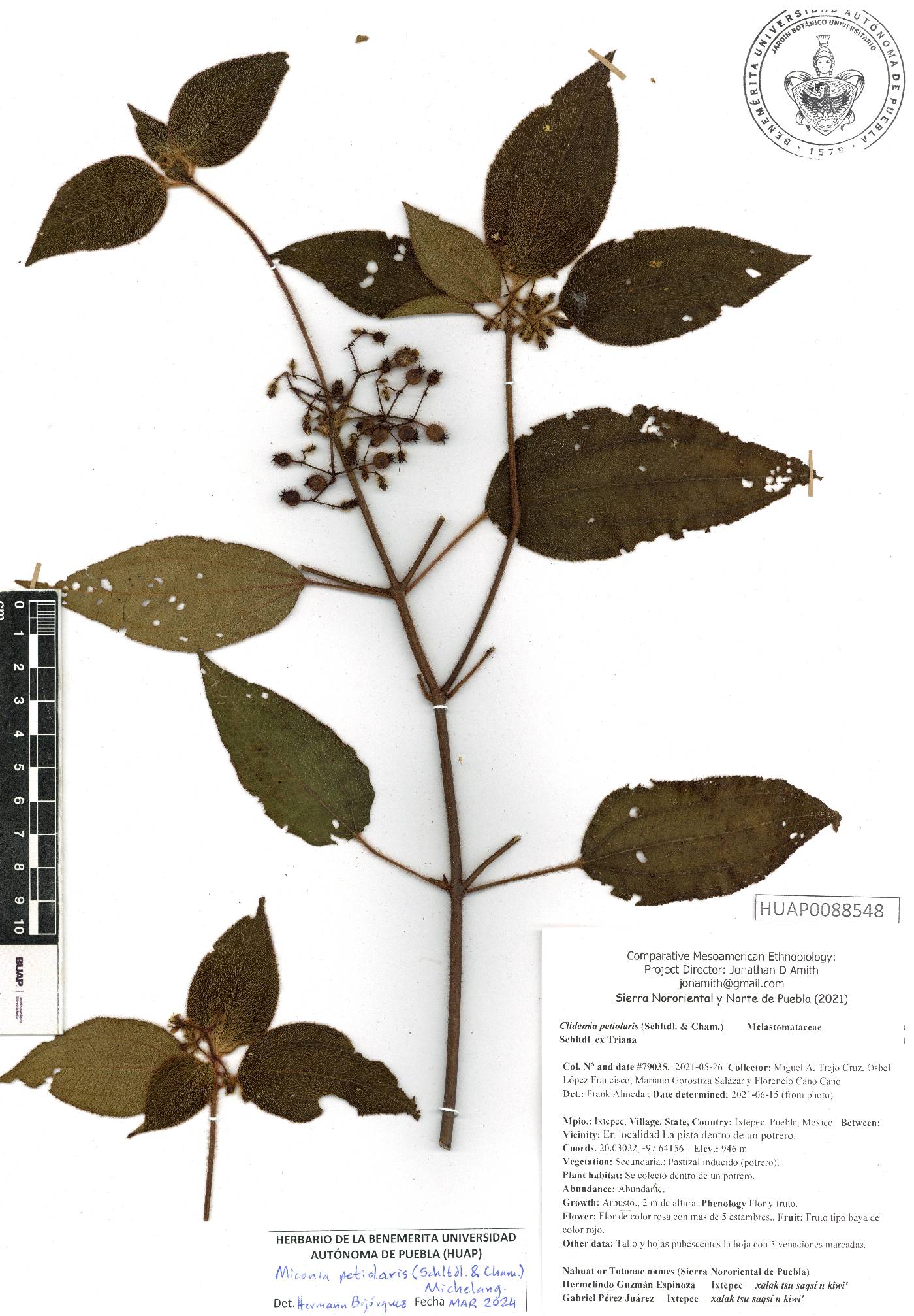 Miconia petiolaris image