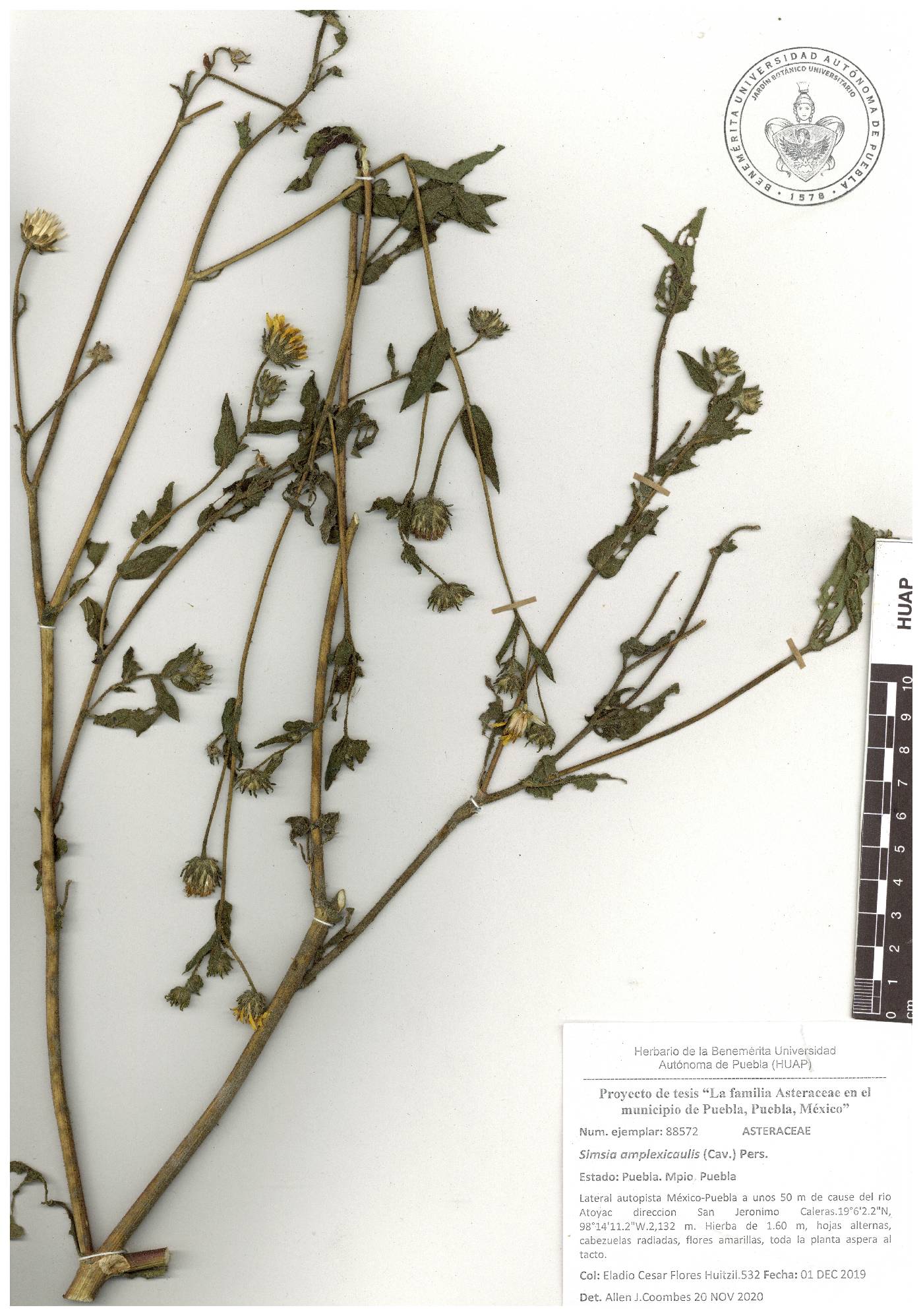 Simsia amplexicaulis image