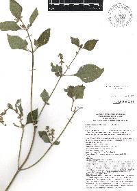 Salvia longispicata image