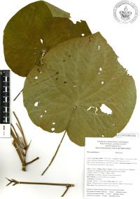 Lepianthes peltata image