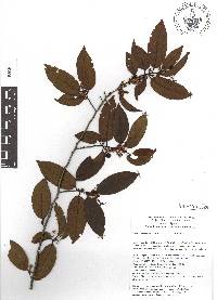 Prunus samydoides image