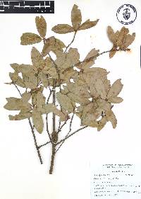 Quercus acherdophylla image