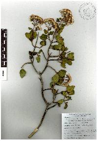 Ageratina tomentella image