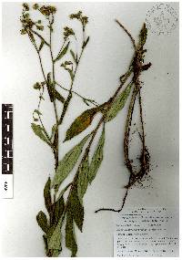 Archibaccharis serratifolia image