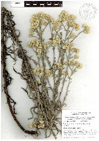 Pseudognaphalium luteoalbum image