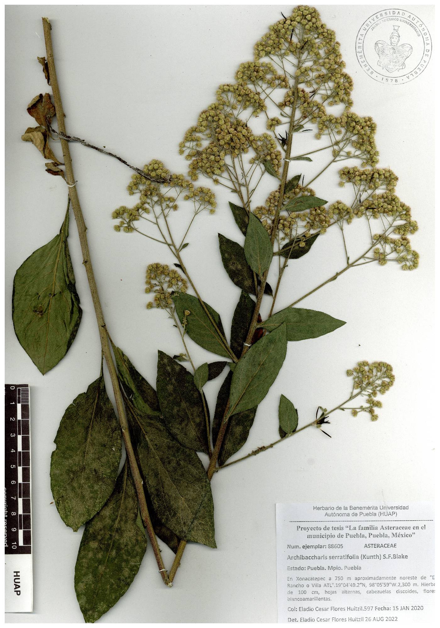 Archibaccharis serratifolia image