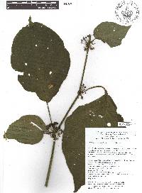 Witheringia solanacea image