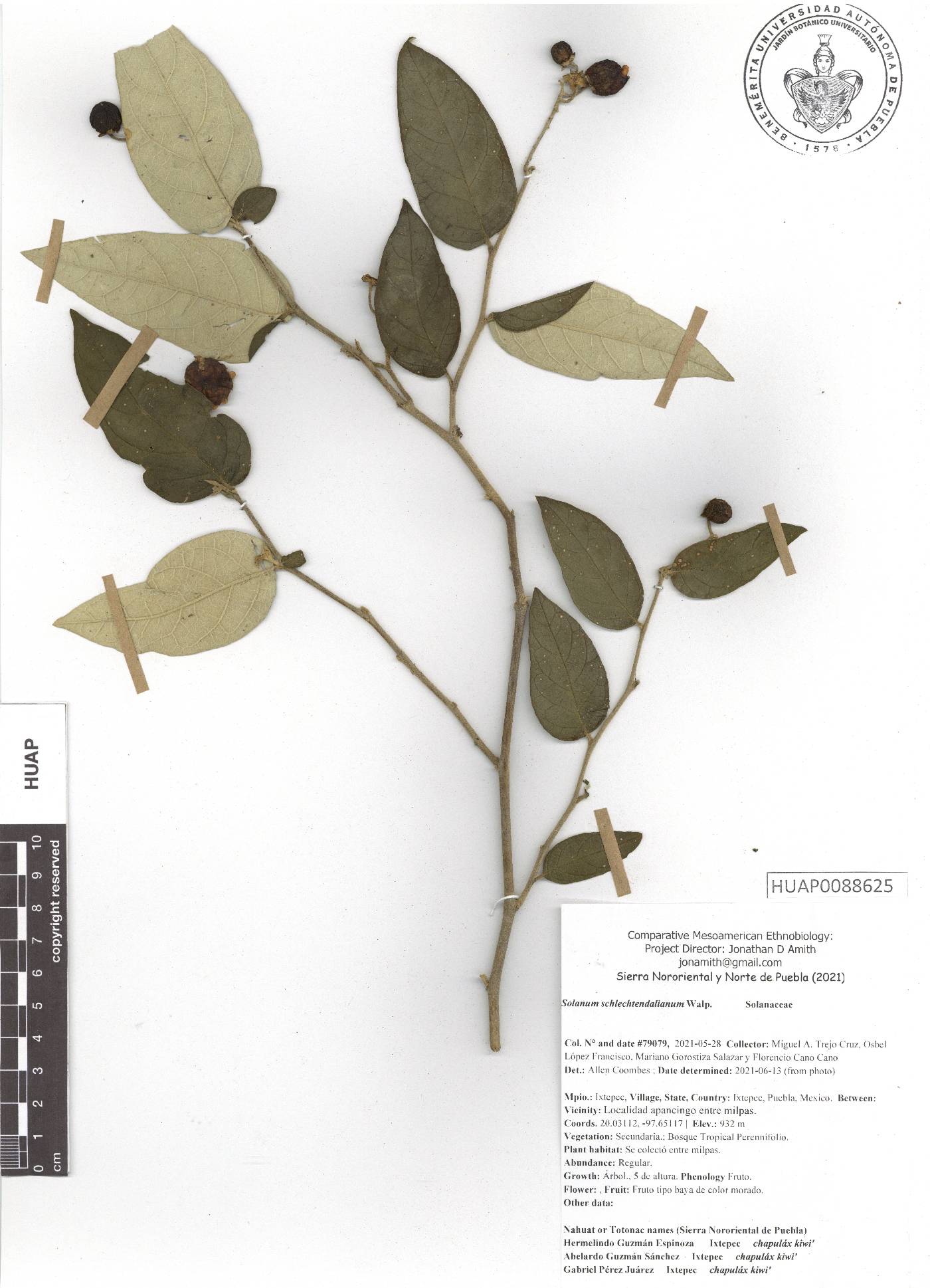 Solanum schlechtendalianum image