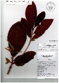 Clethra occidentalis image