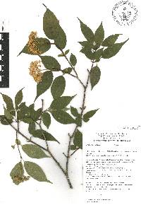 Cornus excelsa image