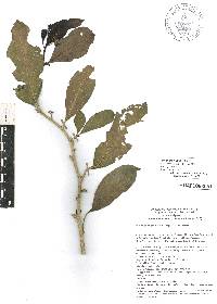 Solanum nudum image