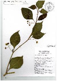 Jaltomata procumbens image