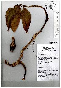 Syngonium neglectum image