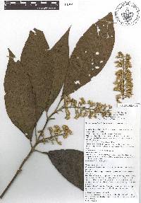 Miconia trinervia image