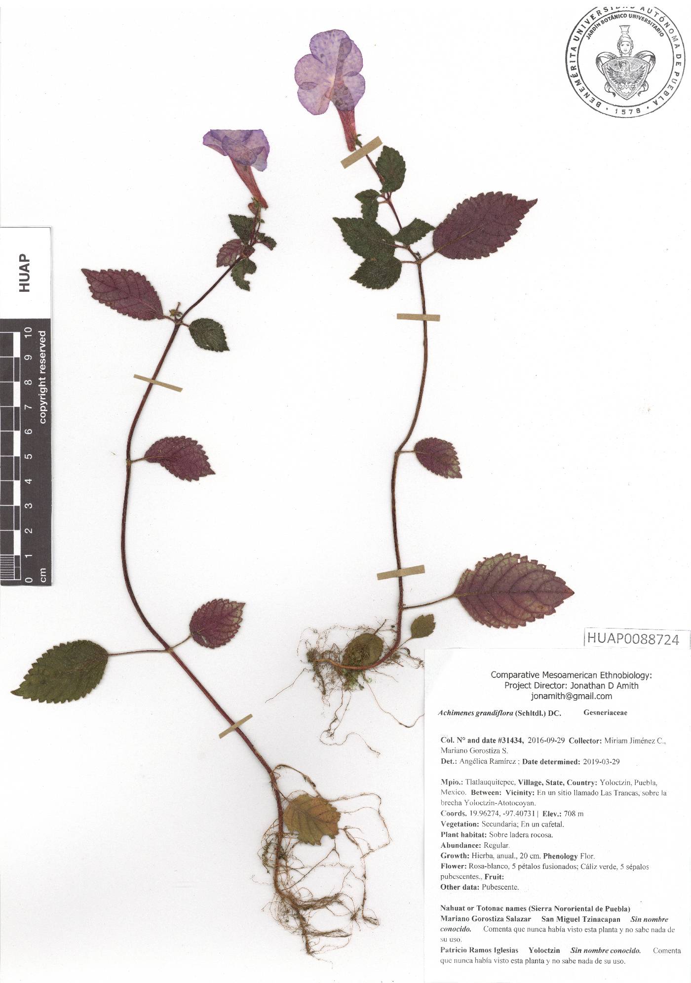Achimenes grandiflora image