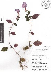 Achimenes grandiflora image