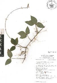 Desmodium axillare image