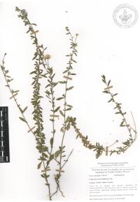 Erigeron karvinskianus image