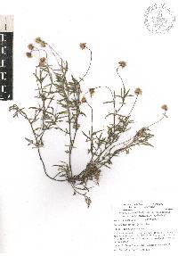 Tridax coronopifolia image