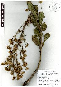 Heterotheca inuloides image