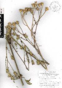 Adenophyllum glandulosum image