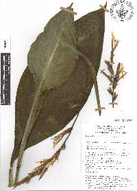 Canna indica image