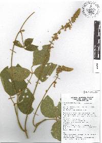 Calopogonium caeruleum image