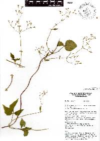 Valeriana scandens image