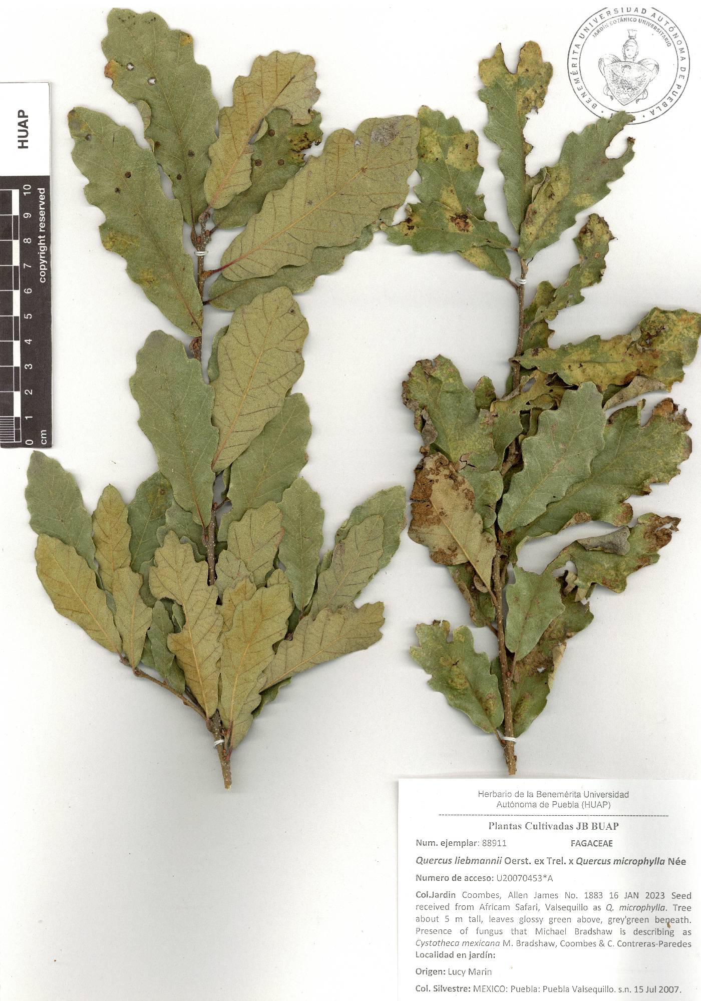 Quercus liebmannii image