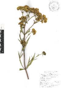 Flaveria angustifolia image